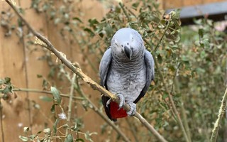 5 con vẹt trong công viên bị cách ly vì liên tục chửi thề, lăng mạ khách, giám đốc đi qua còn bị gọi là… béo