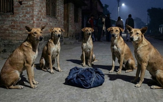 Bé sơ sinh bị bỏ rơi trên đường, đàn chó "đứng canh" suốt đêm