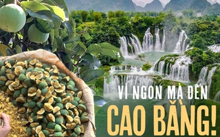 Thức quà mùa hè từ núi rừng chỉ có thể thưởng thức khi đến Cao Bằng