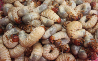 Những món đặc sản từ sâu bọ ở Việt Nam khiến nhiều người "rợn tóc gáy", ai gan dạ mới dám thử