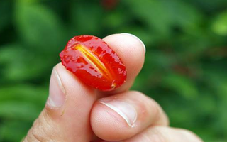 Loại cây ở Việt Nam trồng bạt ngàn, sang "trời tây" giá 3,5 triệu đồng/cây