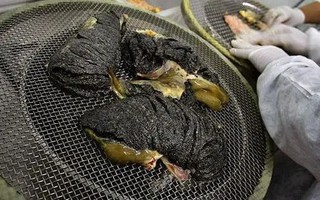 Thứ xưa là thức ăn cho lợn nay "lên đời" thành đặc sản đắt đỏ, 3 tỷ đồng/kg