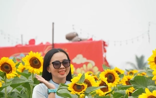 Sốt sình sịch với cánh đồng hoa xuân ở TPHCM