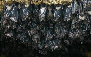 Cảnh báo: Tìm thấy loài dơi mang virus Nipah nhiều nhất ở nơi này - Có người chủ quan thường tới, ngủ lại