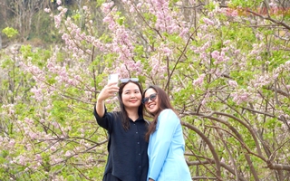 Hoa đỗ mai nở rộ hút hồn du khách đến với Vũng Tàu