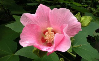 5 loại hoa bị cho là mang "vận rủi", nên tránh cắm trong nhà dịp năm mới 2026