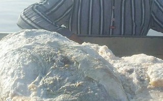 Đánh cá trên biển, 3 ngư dân vớt được thứ trị giá 67 tỷ đồng