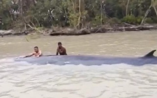 Đi đánh cá, ngư dân phát hiện thứ khổng lồ dài 15 mét nổi trên sông