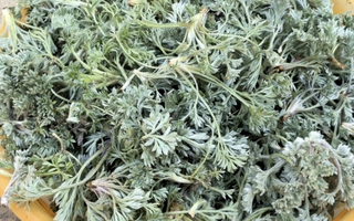 Bắt được "báu vật" mùa xuân mọc đầy rải rác: Đem làm món hấp ngọt mềm tơi xốp, nhà nội nhà ngoại gắp không ngừng đũa