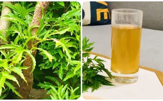 Nước lá đinh lăng có tác dụng gì?