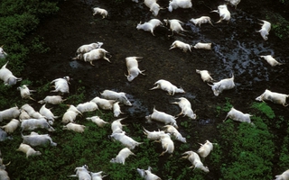 Thảm họa "hồ giết người" cướp đi 1.746 sinh mạng chỉ trong một hơi thở