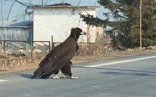 Người phụ nữ bắt gặp con chim khổng lồ cao gần 1 mét băng qua đường