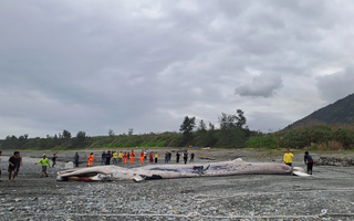 Phát hiện sinh vật khổng lồ dài hơn 15m mắc trong lưới, chuyên gia lập tức tới tận nơi: Cảnh khó tin!