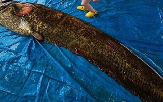 Ngư dân bắt được con cá trê khổng lồ nặng 114kg, dài 2,15 mét