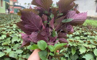 Lời khuyên đến những gia đình đang trồng cây tía tô