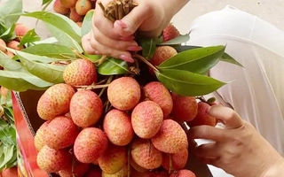 Chưa từng có: 300.000 đồng/kg vải thiều tại vườn