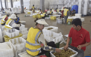 Thương lái Trung Quốc đến tận vườn gom mua một thứ, nhiều nông dân Campuchia đổi đời, đua nhau xây nhà mua xe