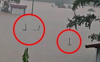 Làm rõ bức ảnh rắn ngóc đầu như “quái vật hồ Loch Ness” trong nước lũ Trung Quốc: Sự thật còn không tưởng hơn