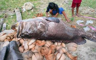 3 cậu bé bắt được con cá mú khổng lồ nặng 150kg trên biển