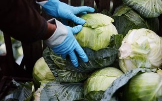 Thu giữ gần 1 tấn ma túy đá ngụy trang thành bắp cải