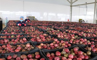 Loại quả "lọc" mỡ máu cực tốt, bán đầy chợ Việt giá chỉ từ 25.000 đồng/kg: EU ưa chuộng, xuất khẩu thu về hơn 116 triệu USD