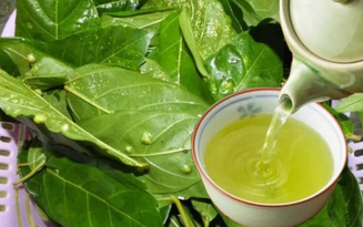 Việt Nam có 2 loại lá phơi khô là "dược liệu vàng" giúp hạ đường huyết tự nhiên, còn dưỡng thận, mát gan hiệu quả
