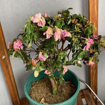 7 năm trồng hoa, tôi nhận ra: 4 thói quen tưởng vô hại nhưng khiến cây mãi không nở nổi một bông