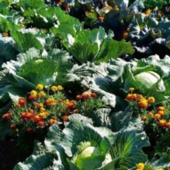 Người Trung Quốc thường trồng cây này trước cửa để ngăn rắn vào nhà: Người Việt thường mua chơi Tết