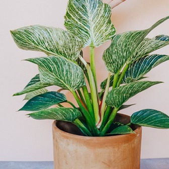 Ông bà dặn: 5 loại cây đặt đúng vị trí là thành “máy hút tài lộc” cho gia đình