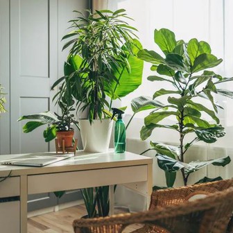 8 loại cây rẻ mấy cũng không nên mua về kẻo hối không kịp