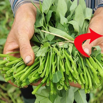 7 loại rau dễ bị phun thuốc nhất