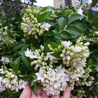 Loài cây quý như vàng, hoa nở suốt 200 ngày, trồng trong nhà là tài lộc kéo đến