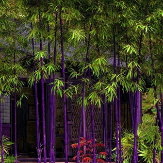 4 cây cảnh "đổi vận" cho chủ, nhà giàu nào cũng chuộng: Càng trồng càng lắm lộc, nhiều vận may