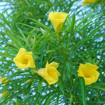 3 loại cây dù thích tới đâu cũng không nên trồng trong vườn nhà vào năm 2026