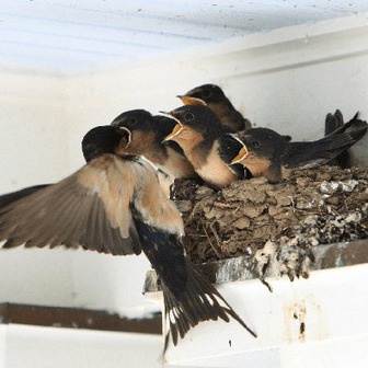 Gần Tết thấy nhà có 6 dấu hiệu này là cuộc đời nở hoa, tài lộc gõ cửa: Đặc biệt là điều số 2!