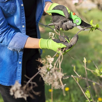 Sắp kết thúc tháng 1, đây là 7 loại cây cần cắt tỉa gấp