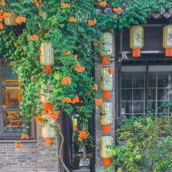 Đừng dại trồng 8 loại cây này trong nhà và sân vườn: Đẹp trước mắt, “đau ví” về sau