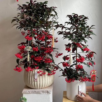 Tết Bính Ngọ bày 5 cây này trong nhà, tài lộc gõ cửa, cầu đâu trúng đó