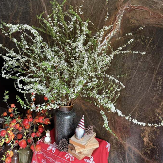 Bí quyết chăm sóc tuyết mai ra hoa đúng Tết Nguyên đán