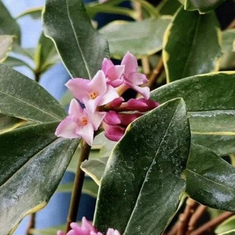 3 loài hoa dễ trồng, chạm đất là sống: Vài năm sau thân còn hóa gỗ, dáng đẹp như bonsai tiền triệu