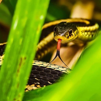 3 loại cây trồng trong vườn nhà, rắn sợ tránh xa, gia chủ có thêm tài lộc