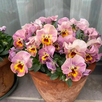 5 loài hoa nở 200 ngày mỗi năm, không biết mệt là gì: Đẹp hơn hoa hồng, thơm hơn mộc hương, chăm cực dễ