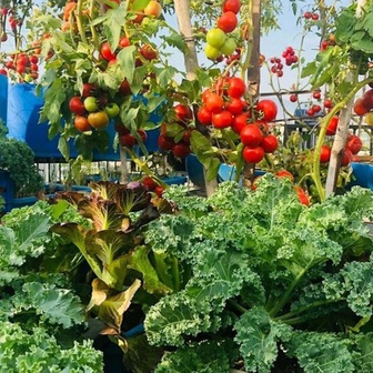 Ngỡ ngàng khu vườn hữu cơ 100m2 trên nóc nhà tầng 5: Dưa lưới, dâu tây trĩu quả giữa lòng Đà Nẵng