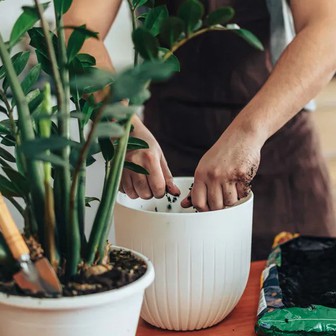 6 việc cần làm với cây kim tiền ngay bây giờ