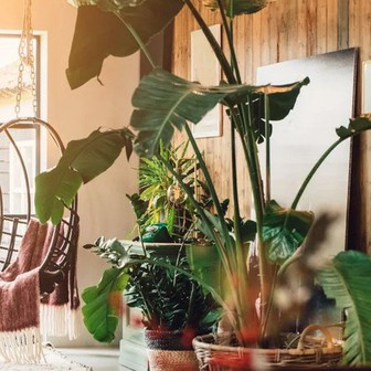 5 loại cây cảnh không nên mua kẻo phí tiền, phí sức