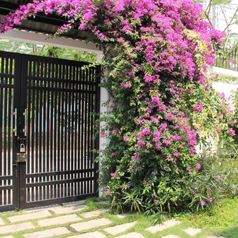 Lời khuyên đến những gia đình đang trồng hoa giấy