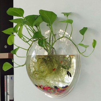 Lời khuyên đến những gia đình đang trồng trầu bà