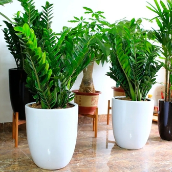 Lời khuyên đến những gia đình đang trồng kim tiền