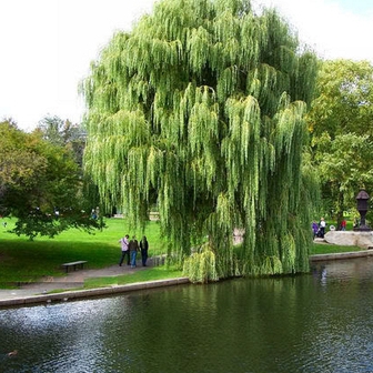 8 loại cây không nên trồng trước nhà, tránh rước xui xẻo, mất lộc