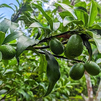 Lời khuyên cho tất cả những gia đình đang trồng cây bơ